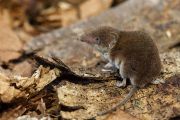 Bělozubka tmavá (Crocidura russula)