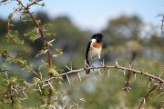 Bramborníček africký (Saxicola torquatus) je běžným druhem otevřené krajiny v oblasti centrální Keni. (Keňa 2015)