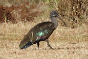 Ibis hagedaš (Bostrychia hagedash) patří mezi relativně větší druhy, které jsou často plašší než menší druhy. (Keňa 2015)