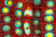 Na obrázku, který je zvětšený 630×, jsou dobře vidět kulatá modrožlutá buněčná jádra v živých koříncích ječmene. Uprostřed snímku je zachyceno dělení chromozomů.