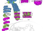 Model mitotického chromozomu, na kterém je vidět spirálovitě stočené vlákno chromatinu, které je tvořeno složitě uspořádanými smyčkami molekuly DNA