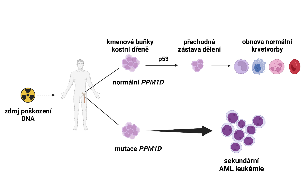 Schéma rozvoje leukémii v závislosti tom, jestli je PPM1D zmutované.