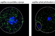 Pohled do vajíčka na svítící ribozomy připomíná hvězdnou oblohu. Měnící se počet zeleně svítících ribozomů v různých fázích buněčného cyklu odráží množství vytvářených bílkovin.