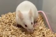 Laboratorní myš je standardním modelem pro výzkum savčích vajíček a řešení problematiky neplodnosti.