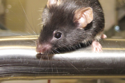 Myší model pro výzkum regulace délky buněčného cyklu – KOmCHK1. Jedná se o kmen myší s vypnutým Chk1 genem, jehož oocyty nemají protein CHK1, a tudíž se vznikající embrya začínají dělit mnohem rychleji než embrya kontrolní. Rychlejší nástup dělení vede k zhoršení kvality DNA v buňkách a k neplodnosti 