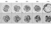 Protein CHk1 je zásadní regulátor načasovaní dělení buněk v raném vývoji embrya. Embrya, která neměla protein CHK1 (dolní panel) se začala dělit výrazně dříve než kontrolní embrya (horní panel, s dvoubuněčným embryem  i po 48 hodninách od začátku experimentu). Toto uspíšené dělení ale vedlo k zhoršenému vývoji embrya, nedošlo ke zdárnému vzniku blastocysty a embrya následně zanikla (poslední panel po 114 hodinách – nahoře – vytvořená blastocysta, dole – shluk buněk bez vzniku .
