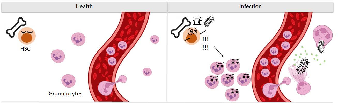 Schéma fungování kmenových buněk v normálním stavu a při ohrožení