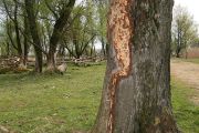 Ohryzaná kůra stromu na pastvině. Motorové pily dnes nahrazují práci, kterou v přírodě dříve běžně zajišťovala velká zvířata, například koně. 