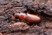 Brouk potemník Corticeus fraxini je příkladem ohroženého brouka, kterému kůrovcová kalamita velmi pomohla. Z Čech nebyl znám vůbec, na Moravě byl velmi vzácný. Ale po roce 2015 se rozšířil po celé republice, dnes je běžný a prakticky všudypřítomný. Žije pod kůrou jehličnatých stromů, často i v chodbičkách kůrovců. 