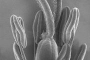 Oboupohlavný květ silenky širolisté (Silene latifolia), a detailní záběr pestíku (samičí část a orgán) s prašníky (samčí část a orgán). Oboupohlavný květ je vývojově starší typ pohlavního určení.