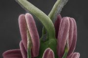 Oboupohlavný květ silenky širolisté (Silene fatifolia), se samičími (pestík a blizny) a samčími (prašníky) orgány. Rostlina vytváří oba typy pohlavních orgánů na jedné rostlině a má vývojově starší typ květenství.  Cena Akademické rady v soutěži Věda fotogenická 2022