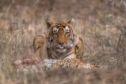 Tygr se zabitým levhartem v Národním parku Ranthambore v Indii. Podle odborníků na divokou zvěř jsou teritoriální souboje mezi tygry a levharty v přírodě běžné, protože tygr se snaží eliminovat svou konkurenci. Jelikož je tygr větší a silnější, může nakonec svého konkurenta i zabít.