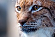 Rys ostrovid (Lynx lynx) byl ve velké části Evropy vyhuben, ale opět se vrací do volné přírody. Přesto zdaleka nemá vyhráno. Člověkem pozměněná krajina ztěžuje rysům pohyb mezi izolovanými populacemi, což vede k příbuzenskému křížení a ztrátě genetické diverzity. Navíc člověk rysa stále pronásleduje, o čemž svědčí nedávno odhalené případy pytláctví (kauza „Lovec“ a „Kameňák“), při jejichž vyšetřování pomáhali Celní správě ČR i vědci z ÚBO. ÚBO také aktivně spolupracuje s AOPK ČR na tvorbě Programu péče o tuto ohroženou šelmu.