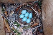 Hnízdo lejska černohlavého (Ficedula hypoleuca)