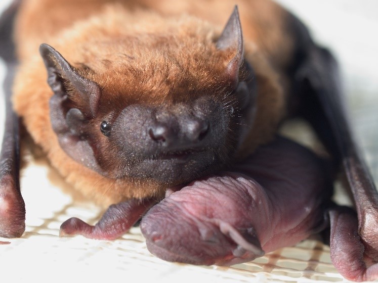 Netopýr rezavý (Nyctalus noctula) s mládětem