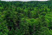 Tropické cyklóny mohou zpomalit úbytek tajgy způsobený klimatickou změnou