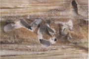 Ukázka ambrosiových brouků a jejich chodbiček. V chodbičkách je vidět houbové mycelium ambrosiových hub. Na obrázku jsou vidět larvy tohoto brouka, jak spásají bílou houbovou vrstvu.