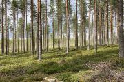 Produktivita skandinávských lesů, které rostou v chladném prostředí s krátkou vegetační sezonou, silně závisí na schopnosti mykorhizních hub recyklovat minerální živiny v půdě (Karstula, Finsko).