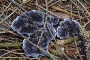 Lošáček černý (Phellodon aquiloniniger)