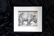 Albrecht Dürer: Nosorožec
