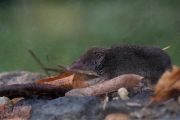 Bělozubka tmavá (Crocidura russula)