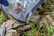 Zvířata vědci chytají do živochytných pastí. Do laboratoře putuje pouze část chycených jedinců na genetické analýzy a analýzy patogenů. Zbývající vědci vypouštějí zpět do přírody.