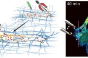 Schéma strategie aktivní magnetické manipulace v trojrozměrném prostředí simulujícím přirozené podmínky v těle. Příklad názorného mikroskopického obrázku (napravo; nanočástice zeleně, Rab25 váčky červeně, F-actin modře). 