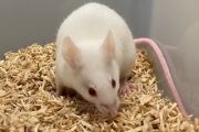 Většina experimentů probíhala na myších modelech, které sice mají odlišnou anatomii nosní dutiny než lidé, ale základní molekulární mechanismy spojené s expozicí olovnatým nanočásticím jsou do značné míry přenositelné i na lidský organismus.