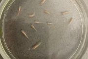 Experimenty se zebřičkami Danio rerio, které jsou běžným modelovým druhem pro výzkum neurotoxicity, prokázaly, že nanočástice olova nejen poškozují nervové buňky, ale přímo negativně ovlivňují chování celého organismu. Rybky vystavené nanočásticím vykazovaly poruchy pohybu a koordinace.