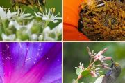Opylovači na květech, z levého rohu po směru hodinových ručiček: pestřenka trubcová (Eristalis tenax) se krmí na česneku hlíznatém (Allium tuberosum); jihoafrický chroust pokrytý pylem z květu gazánie (Gazania); strdimil žlutoprsý (Anabathmis newtonii) saje nektar z květu chinovníku červeného (Cinchona pubescens) na Svatém Tomáši; a guatemalská samotářská včela (Thygater) při návštěvě květu fuchsie latnaté (Fuchsia paniculata).