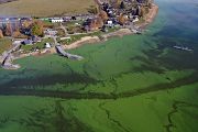 Vodní květ u Dolní Vltavice ve střední části lipenské nádrže, která byla jednou ze zkoumaných přehrad (1.11. 2025).