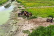 Exmoorský pony na lokalitě Josefovské louky