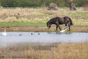 Exmoorský pony na lokalitě Josefovské louky