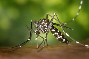 Aedes