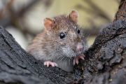 Rattus