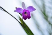 Arundina graminifolia