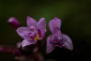 Spathaglottis plicata. Některé z testovaných hub byly geograficky izolovány od rostlin více než 9 000 kilometrů. Přesto s nimi rostlina dokázala navázat vztah.
