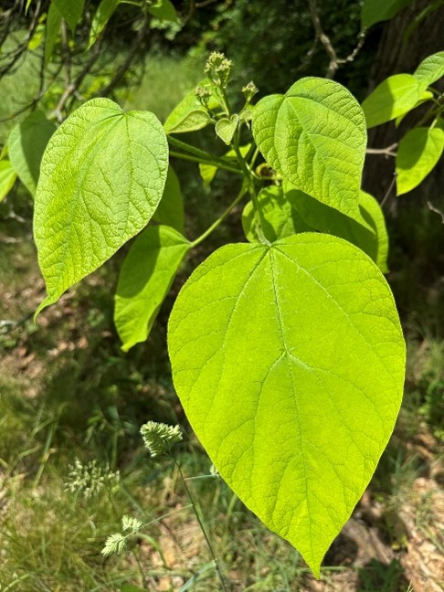 katalpa katalpa