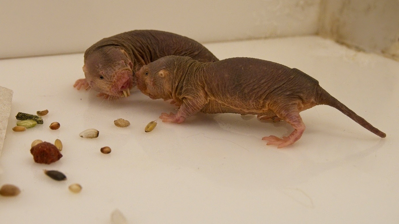 TZ UBO_rypoš lysý_01