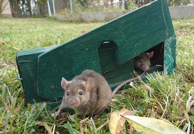 TZ ÚBO_sterilita myší_04