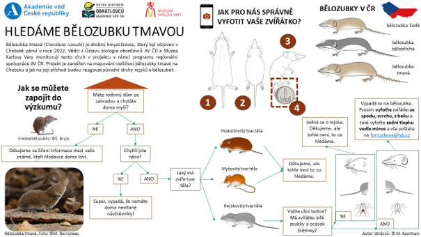 TZ_ÚBO_bělozubka