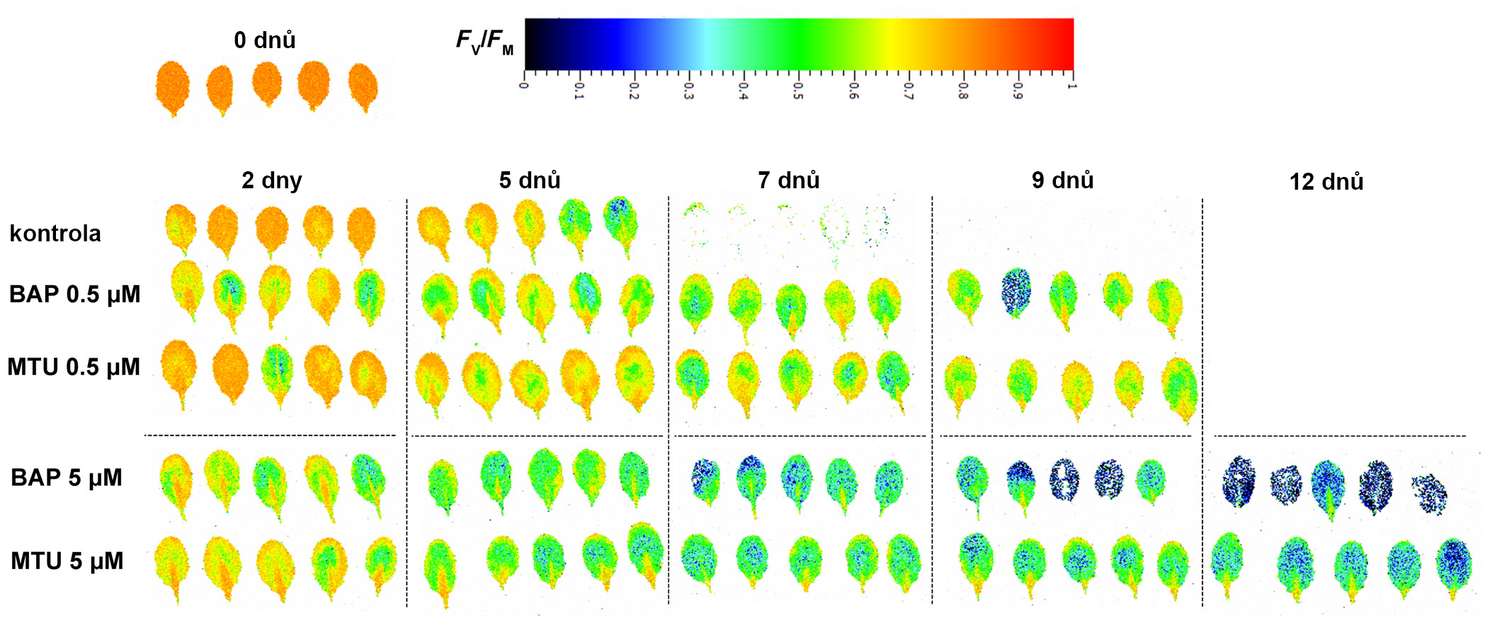 TZ_ÚEB_cytokininy a tma_01