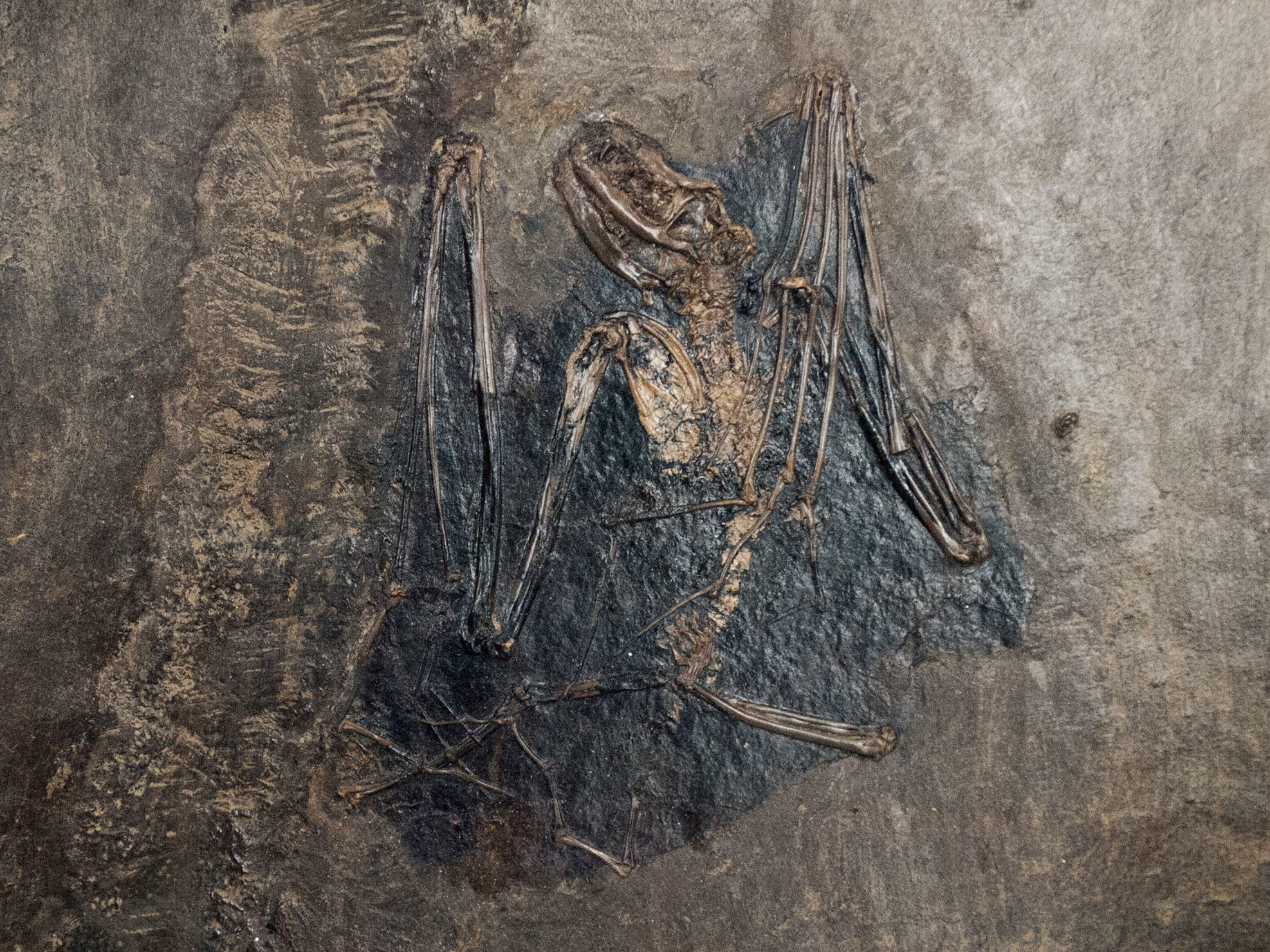 UBO_Palaeochiropteryx tupaiodon