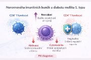 Schéma změn imunitního systému u dětských pacientů s diabetem 1. typu. 