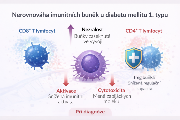Schéma změn imunitního systému u dětských pacientů s diabetem 1. typu.
