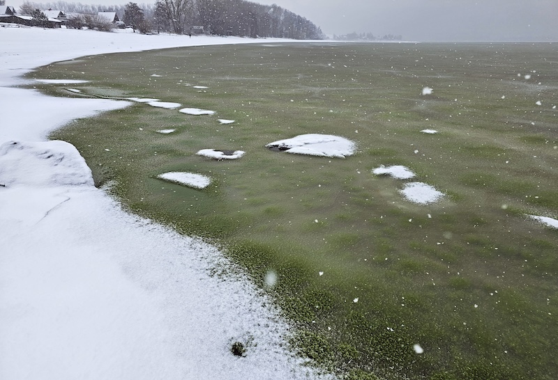 Zelený led na Lipně v prosinci 2025