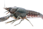 Rak mramorovaný (Procambarus virginalis) je nebezpečný hlavně tím, že se rozmnožuje nepohlavně, takže k založení populace stačí jeden vypuštěný jedinec. Stejně jako ostatní severoameričtí raci přenáší račí mor, který hubí naše raky. 