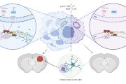 Graphical representation of the glioblastoma study. Glioblastoma cells with impaired respiration (ρ0) can grow tumours only after they acquire functional mitochondria from surrounding cells via horizontal mitochondrial transfer. Created with BioRender.