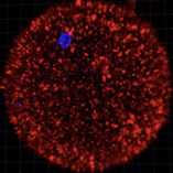 Egg with stained segments – the discovered protein shows up red